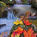 Autumn's Song