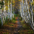 Birch Alley