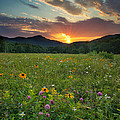 Wildflower Sunset