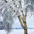 Winter's Dream