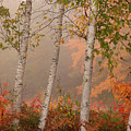 Autumn's Subtle Palette